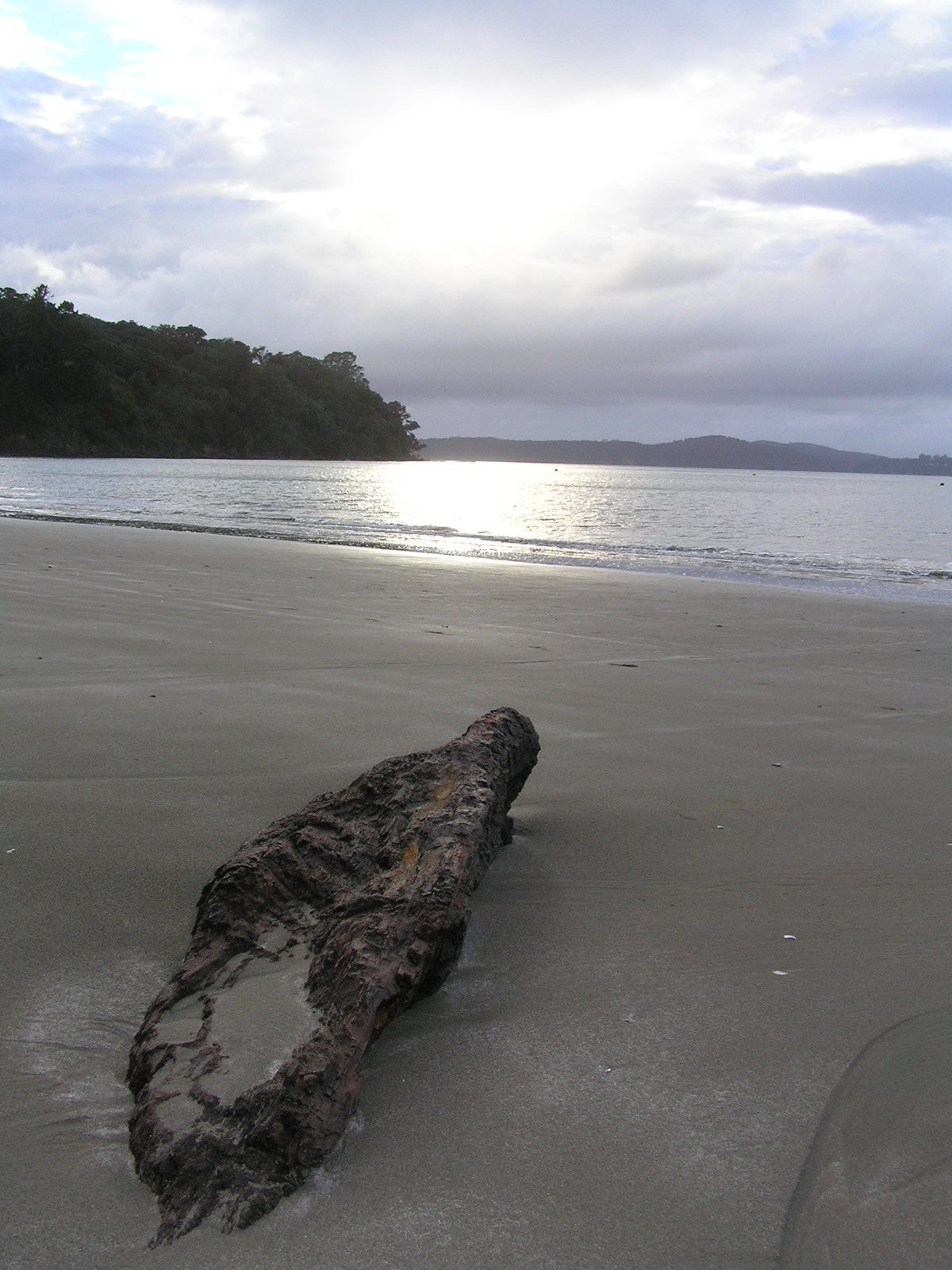 Driftwood on quiet beach at St Martins Bay Snells Beach Northland New Zealand