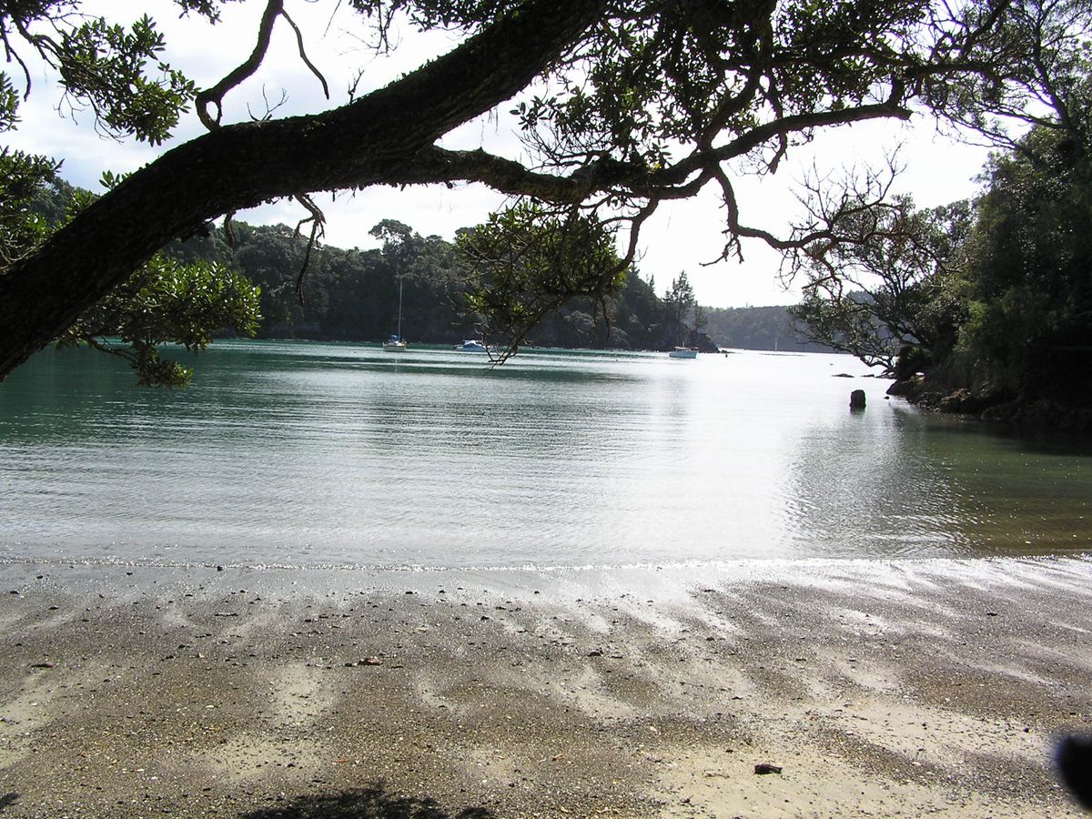 Sheltered bay with pohutukawa tree and sailboats on the Tutukaka coast Northland New Zealand