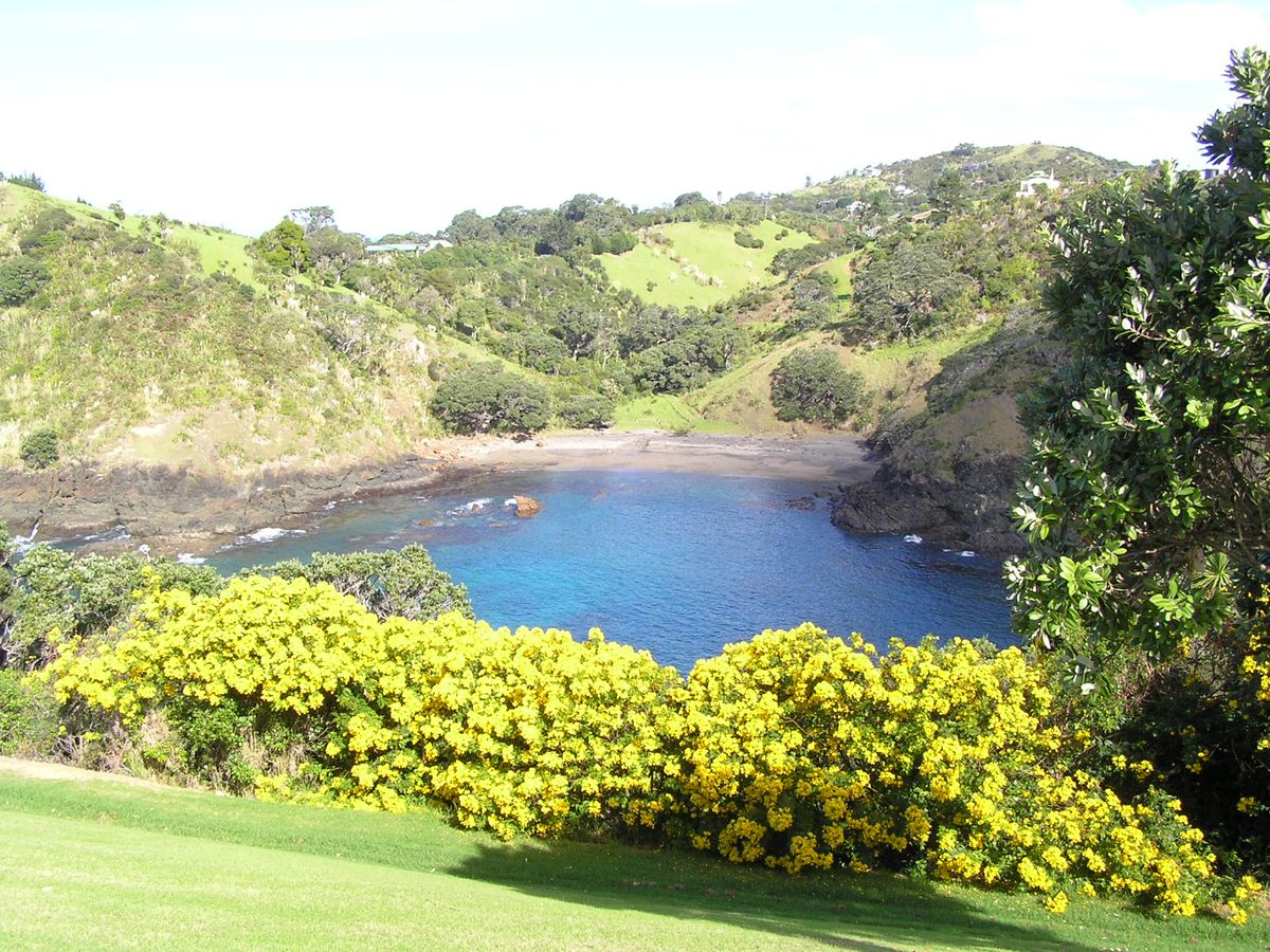 Hidden cove with gorse flowers and green hills on Tutukaka scenic drive Northland New Zealand